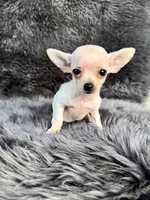Squeak, a female Chihuahua for sale in Duncan, OK – 3 of 5