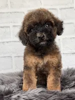 Rusty, a male Cocker Spaniel and Poodle - Toy  for sale in Duncan, OK – 2 of 6
