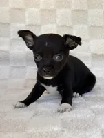 Chico, a male Chihuahua for sale in Duncan, OK – 2 of 8