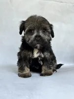 Greta, a female Miniature Schnauzer and Yorkshire Terrier for sale in Duncan, OK – 5 of 6