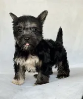 Shadow, a male Miniature Schnauzer and Yorkshire Terrier for sale in Duncan, OK – 6 of 6