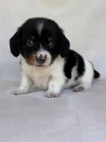Slinky, a male Miniature Dachshund for sale in Duncan, OK – 6 of 8