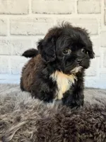 Molly, a female Shih Tzu and Poodle - Toy  for sale in Duncan, OK – 6 of 6