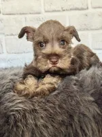 Sassy, a female Miniature Schnauzer for sale in Duncan, OK – 4 of 6