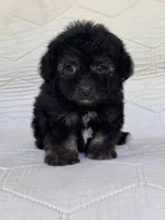 Bear, a male Yorkshire Terrier and Poodle - Toy  for sale in Duncan, OK – 2 of 7