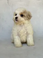 Max, a male Shihpoo for sale in Duncan, OK – 4 of 4