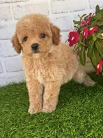 Pluto, a male Cockapoo and Poodle - Toy  for sale in Duncan, OK – Photo 3 of 7