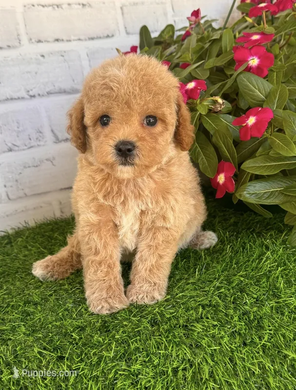 Pluto, a male Cockapoo and Poodle - Toy  for sale in Duncan, OK – Photo 1 of 7