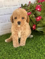 Pluto, a male Cockapoo and Poodle - Toy  for sale in Duncan, OK – Photo 1 of 7
