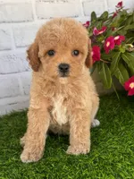 Pluto, a male Cockapoo and Poodle - Toy  for sale in Duncan, OK – Photo 6 of 7