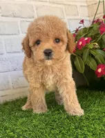Pluto, a male Cockapoo and Poodle - Toy  for sale in Duncan, OK – Photo 2 of 7