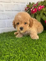 Pluto, a male Cockapoo and Poodle - Toy  for sale in Duncan, OK – Photo 7 of 7