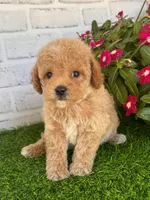 Pluto, a male Cockapoo and Poodle - Toy  for sale in Duncan, OK – Photo 4 of 7