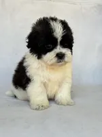 Oreo , a male Shihpoo for sale in Duncan, OK – 4 of 4