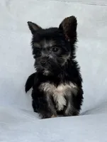 Shadow, a male Miniature Schnauzer and Yorkshire Terrier for sale in Duncan, OK – 2 of 6