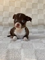 Rambo, a male Chihuahua for sale in Duncan, OK – 6 of 7
