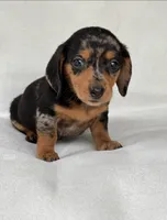 Daisy, a female Miniature Dachshund for sale in Duncan, OK – 4 of 4