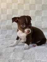 Rambo, a male Chihuahua for sale in Duncan, OK – 7 of 7