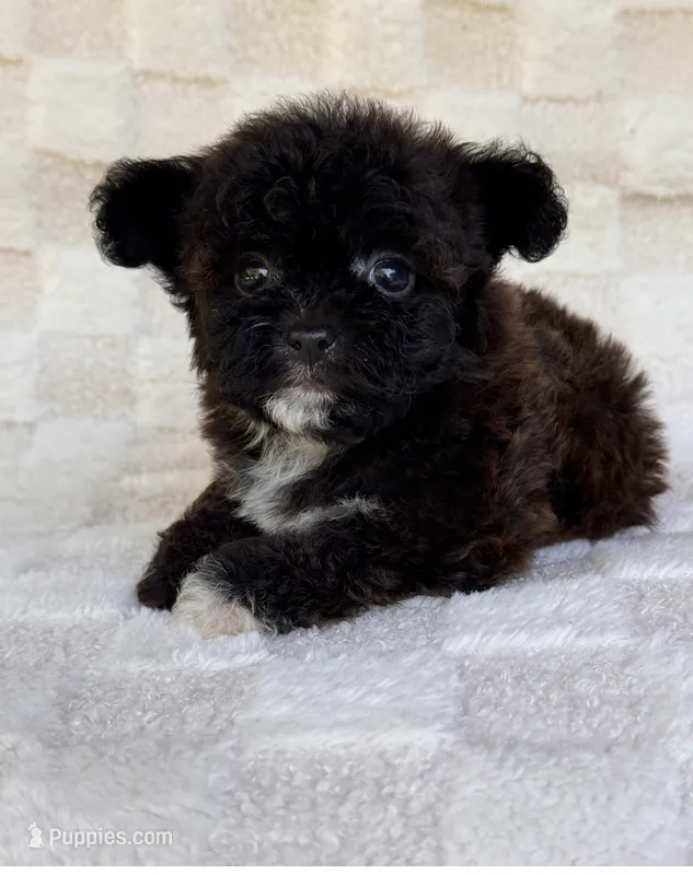 Lucy – Yorkshire Terrier, Poodle - Toy  puppy for sale in Duncan, OK