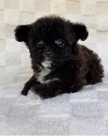 Lucy, a female Yorkshire Terrier and Poodle - Toy  for sale in Duncan, OK – 1 of 7