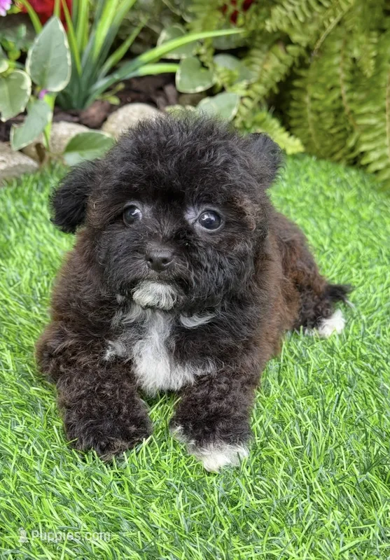 Lucy – Yorkshire Terrier, Poodle - Toy  puppy for sale in Duncan, OK