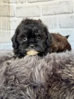 Toby, a male Shih Tzu and Poodle - Toy  for sale in Duncan, OK – 5 of 6