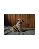 Pierogi, a male French Bulldog for sale in Colorado Springs, CO – Photo 2 of 5