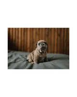 Pierogi, a male French Bulldog for sale in Colorado Springs, CO – Photo 3 of 5