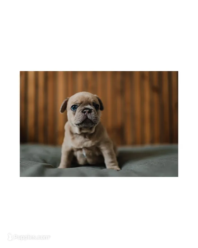 Pierogi – French Bulldog puppy for sale in Colorado Springs, CO