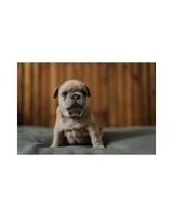 Pierogi, a male French Bulldog for sale in Colorado Springs, CO – Photo 1 of 5