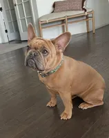 Mash, a male French Bulldog for sale in Colorado Springs, CO – Photo 8 of 9