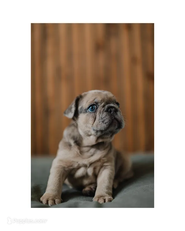 Mash – French Bulldog puppy for sale in Colorado Springs, CO