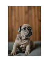 Mash, a male French Bulldog for sale in Colorado Springs, CO – Photo 1 of 9