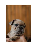 Mash, a male French Bulldog for sale in Colorado Springs, CO – Photo 3 of 9