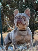 Mash, a male French Bulldog for sale in Colorado Springs, CO – Photo 9 of 9