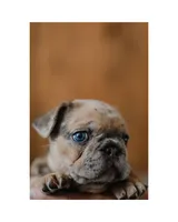 Mash, a male French Bulldog for sale in Colorado Springs, CO – Photo 2 of 9