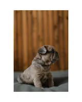 Mash, a male French Bulldog for sale in Colorado Springs, CO – Photo 5 of 9