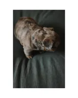 Mash, a male French Bulldog for sale in Colorado Springs, CO – Photo 4 of 9