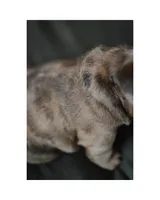 Mash, a male French Bulldog for sale in Colorado Springs, CO – Photo 6 of 9