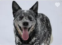 River G4, a female Australian Cattle Dog for sale in Spring Hope, NC – 4 of 4