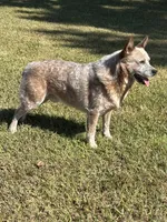 Tito, a male Australian Cattle Dog for sale in Spring Hope, NC – 3 of 3