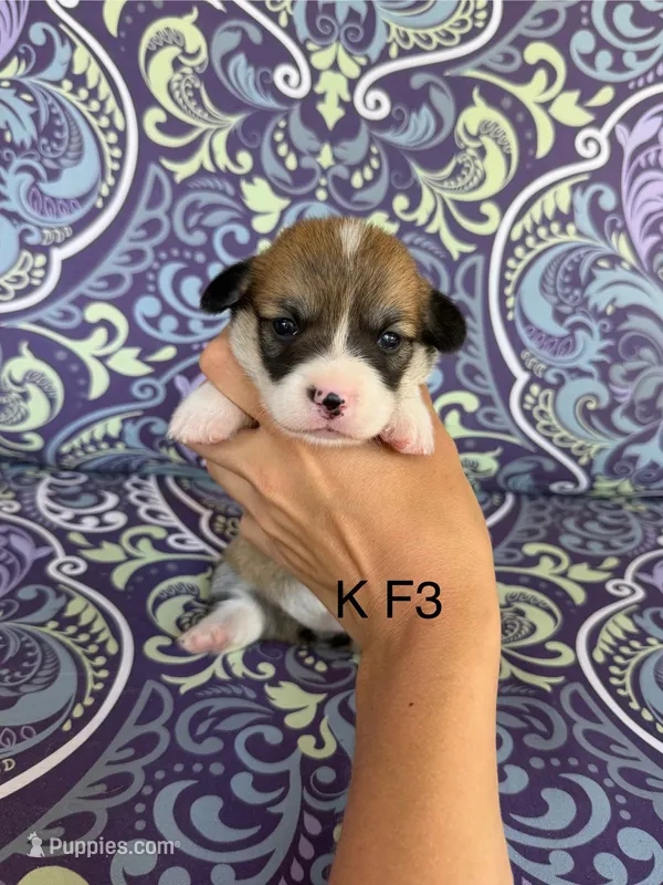 KF3 – Pembroke Welsh Corgi puppy for sale in Spring Hope, NC