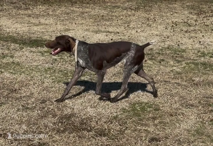 Kenly, a female German Shorthaired Pointer for sale in Spring Hope, NC – 1 of 3