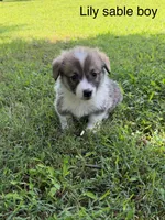 LM sable, a male Pembroke Welsh Corgi for sale in Spring Hope, NC – 2 of 7