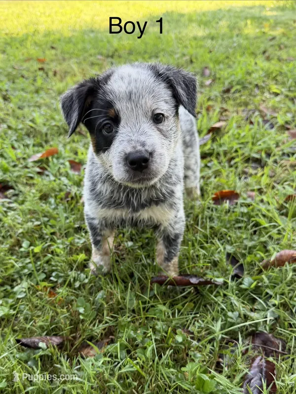 River B1 – Australian Cattle Dog puppy for sale in Spring Hope, NC