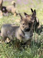 Padme M5, a male Swedish Vallhund for sale in Spring Hope, NC – Photo 2 of 6