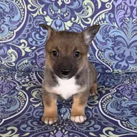 Padme M5, a male Swedish Vallhund for sale in Spring Hope, NC – Photo 4 of 6