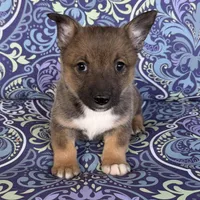 Padme M5, a male Swedish Vallhund for sale in Spring Hope, NC – Photo 3 of 6