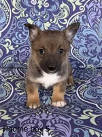 Padme M5, a male Swedish Vallhund for sale in Spring Hope, NC – Photo 1 of 4
