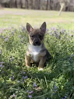 Padme M5, a male Swedish Vallhund for sale in Spring Hope, NC – Photo 1 of 6